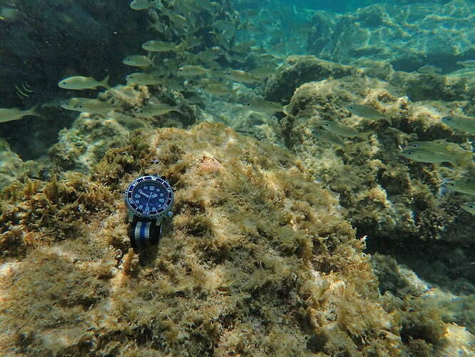 Duiken op Aruba 3