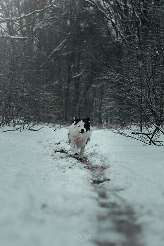 07-02-21-Sneeuwwandeling-3
