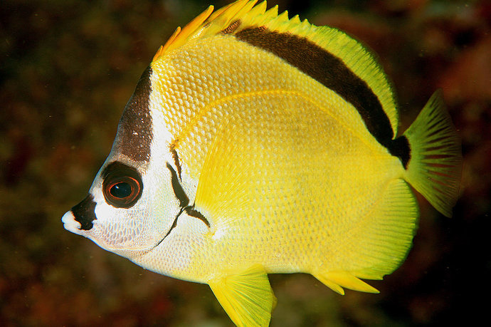 1280px-Johnrandallia_nigrirostris