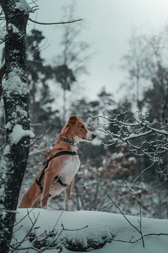 07-02-21-Sneeuwwandeling-2