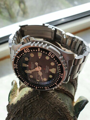 Olifant draagt de Pro NY0040