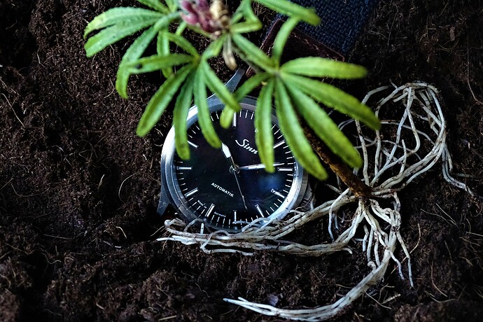 passie plantjes 4