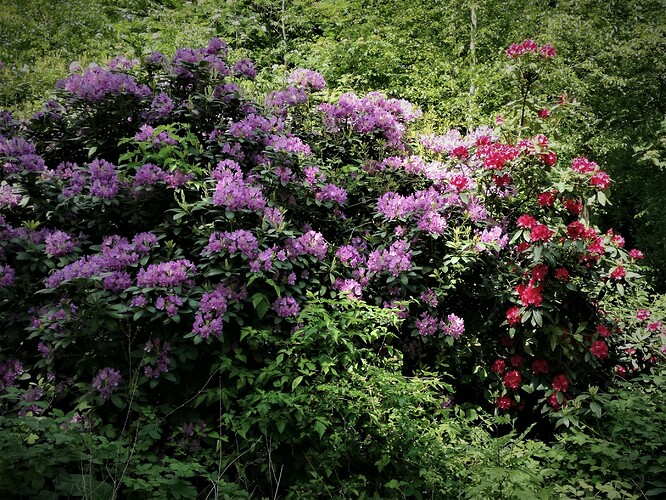 Rhododendrons