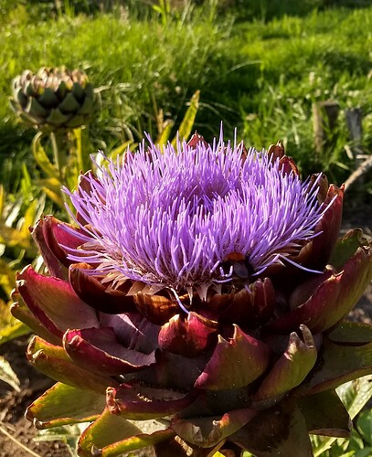 IMG_20220708_193241651_HDR~2