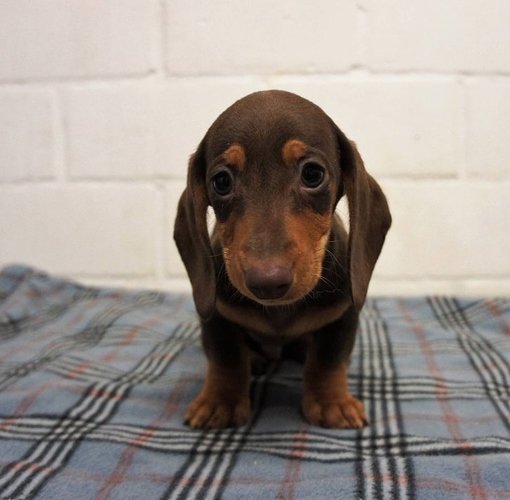 504585050-superleuke-teckel-pups