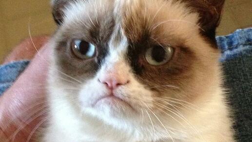 internetfenomeen-grumpy-cat-7-overleden-aan-blaasontsteking
