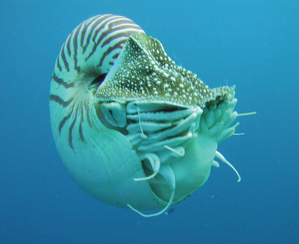 Nautilus