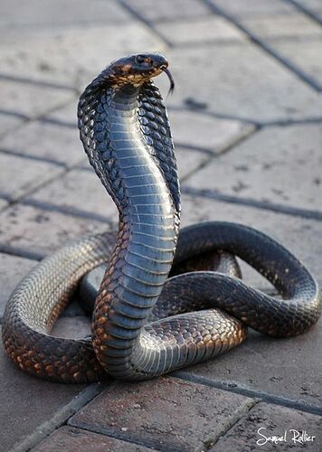 d67fa596788f96fe4cda0d12462bd61b--cobra-jpg