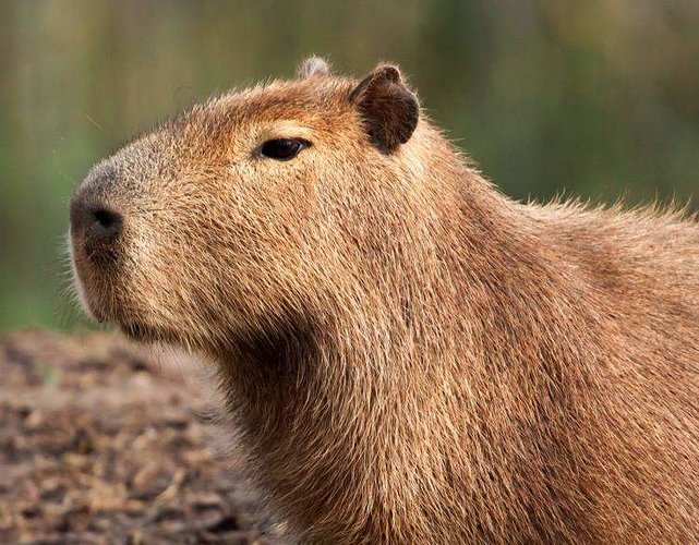 capybara