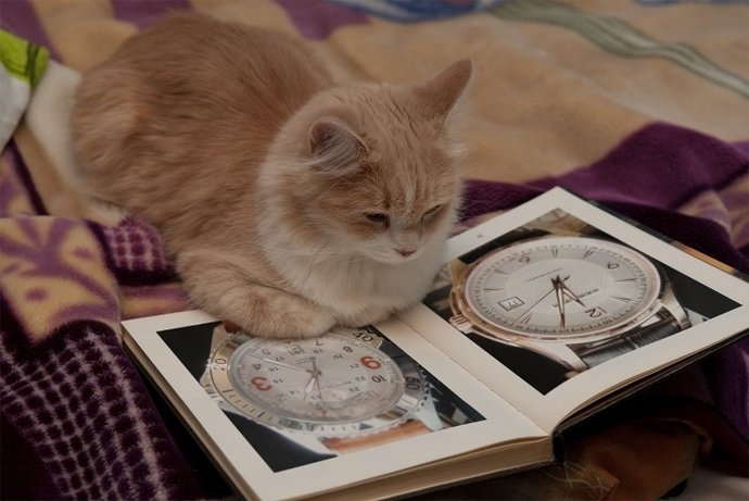 hamcat
