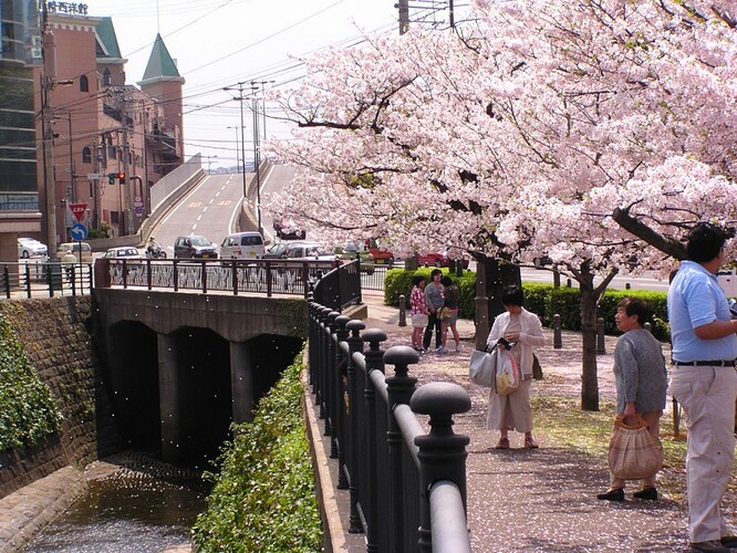 hanami_matsuri_japan-800x600