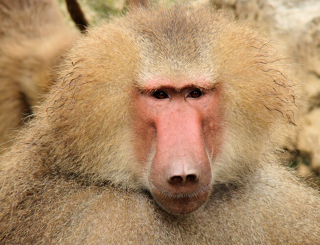 Portrait_Of_A_Baboon