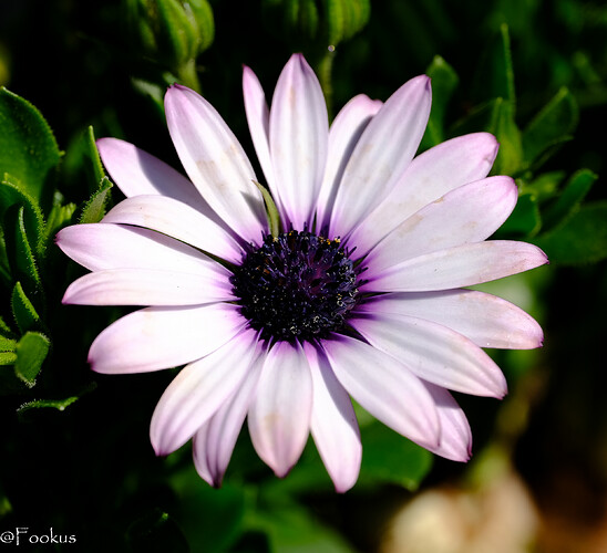 100 macro (1 of 3)