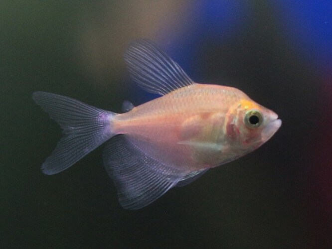 Gold-skirt-tetra-long-fin