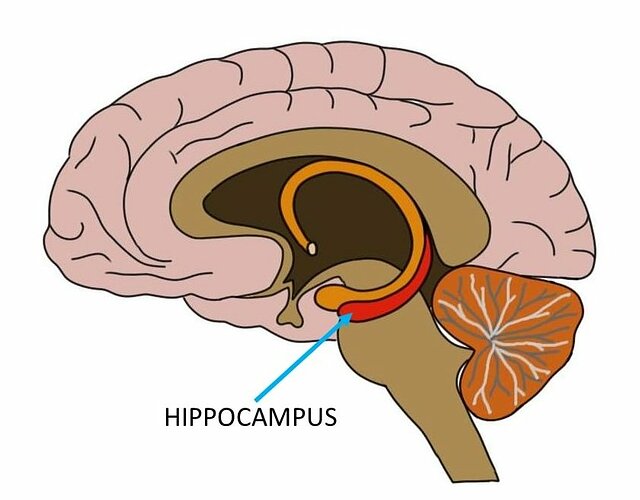 hippocampus