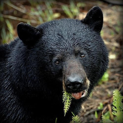 black-bear