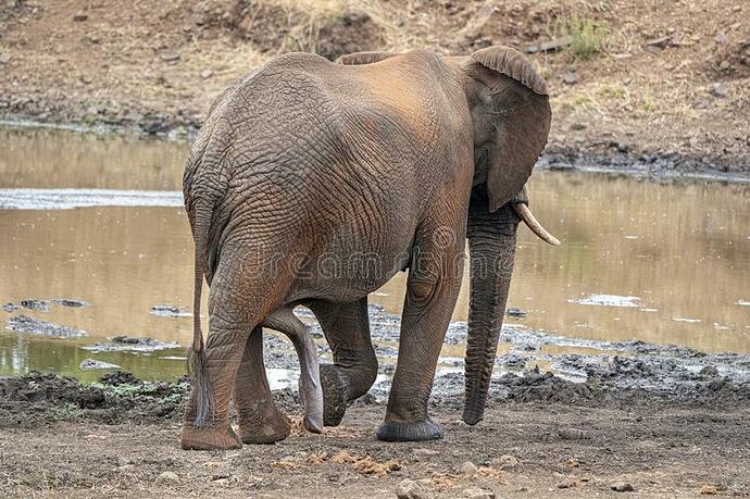 mannelijke-uitgezette-penis-olifant-krugerpark-zuid-afrika-portret-157746507