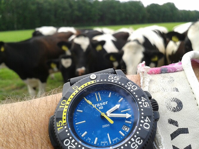 Traser wristshot koeien 1