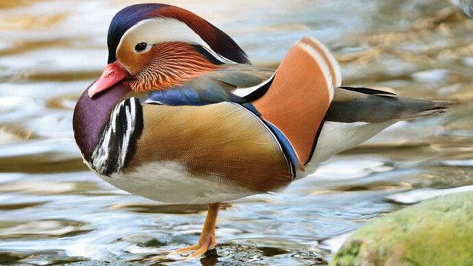 Mandarin-Duck-1280x720