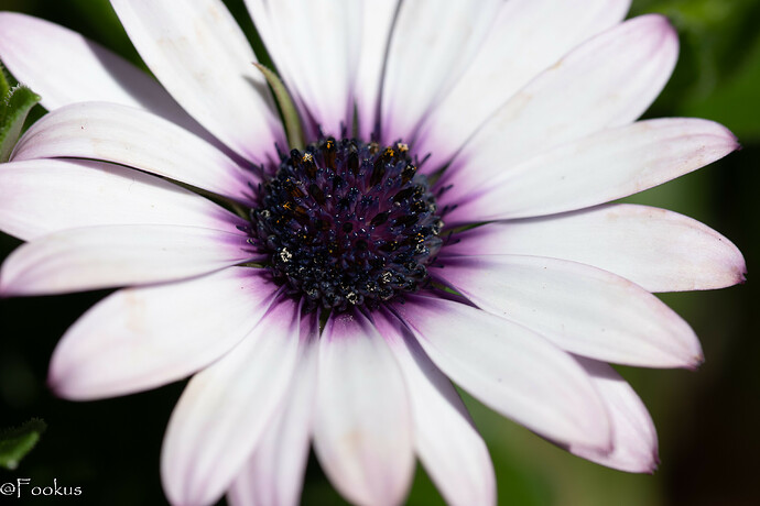 100 macro (2 of 2)