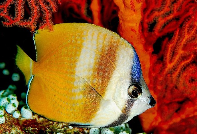 1280px-Chaetodon_kleinii