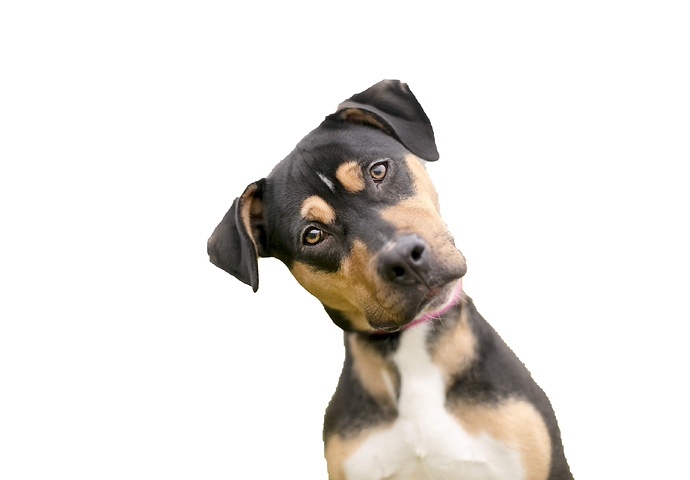 Dog-Looking-PNG-Photos