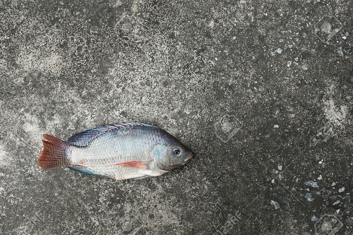 62079289-tilapia-and-nile-tilapia-known-as-mango-fish-nilotica-on-concrete-floor-raw-fresh-freshwater-fish-on