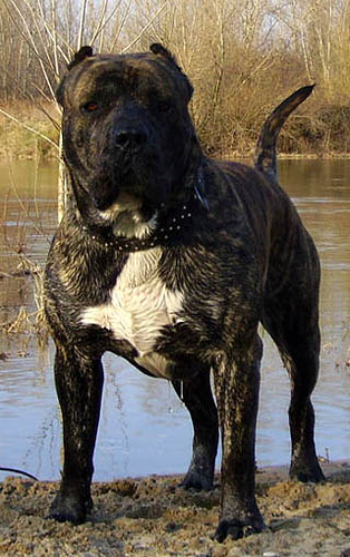 Presa-canario