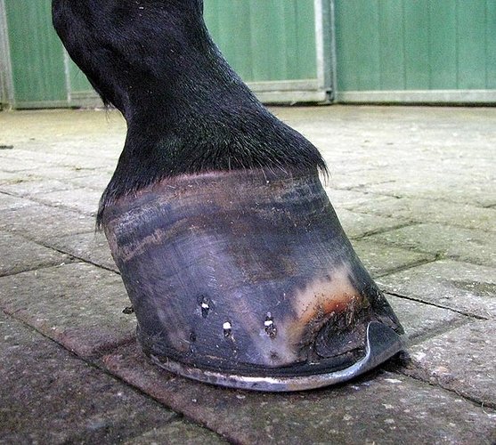 paarden-hoef-losse-wand5