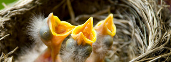jonge-vogels-shutterstock-1100-400