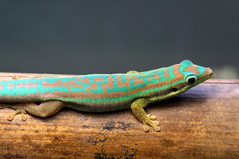 phelsuma-cepediana-940aedb9-7572-4b63-9057-93caf880a6e5