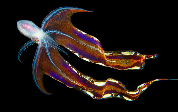 violaceus-blanket-octopus