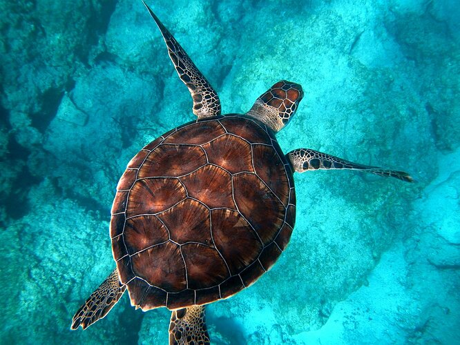Sea_turtle