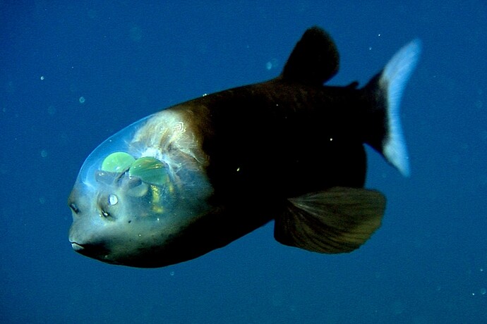 Macropinna