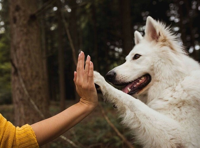 high-five-hond~2