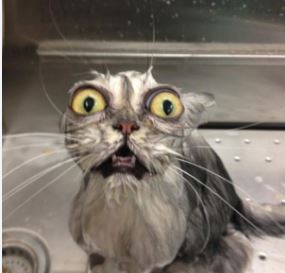 poes