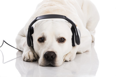 38124737-mooie-labrador-hond-liggen-en-luisteren-muziek