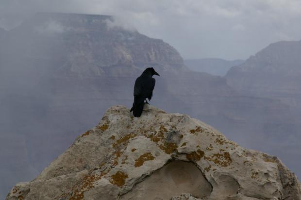 ravn-grand_canyon-1000x666