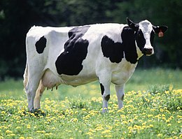 260px-Cow_female_black_white