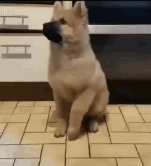 dance-dog