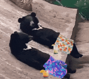 giphy-downsized