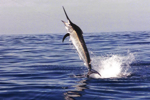 Black_Marlin