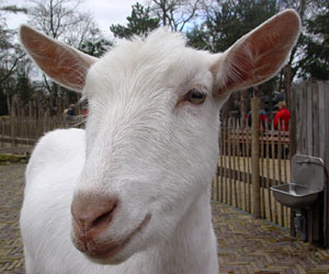 geit-hollandse-witte-01