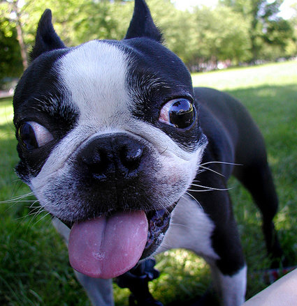 strabismus_boston_terrier