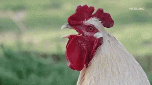 natty-rooster