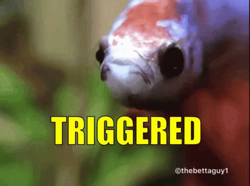 betta-patrickthebetta