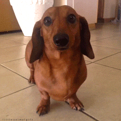 giphy