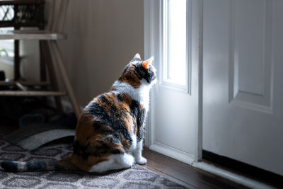 FF0191-why-does-my-cat-sit-at-the-front-door-400x267-1