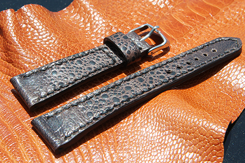 Brown-Cane-Toad-Strap