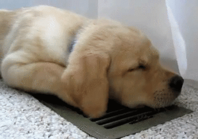 giphy-3
